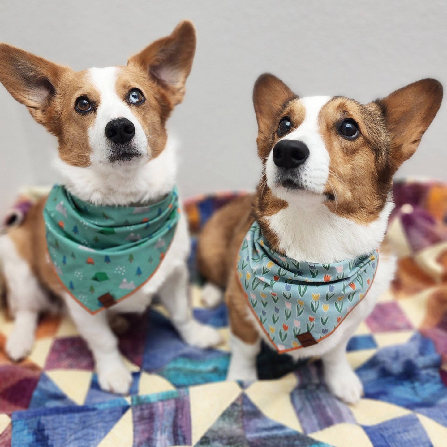 Pupcakes Bandana - Teal: Large