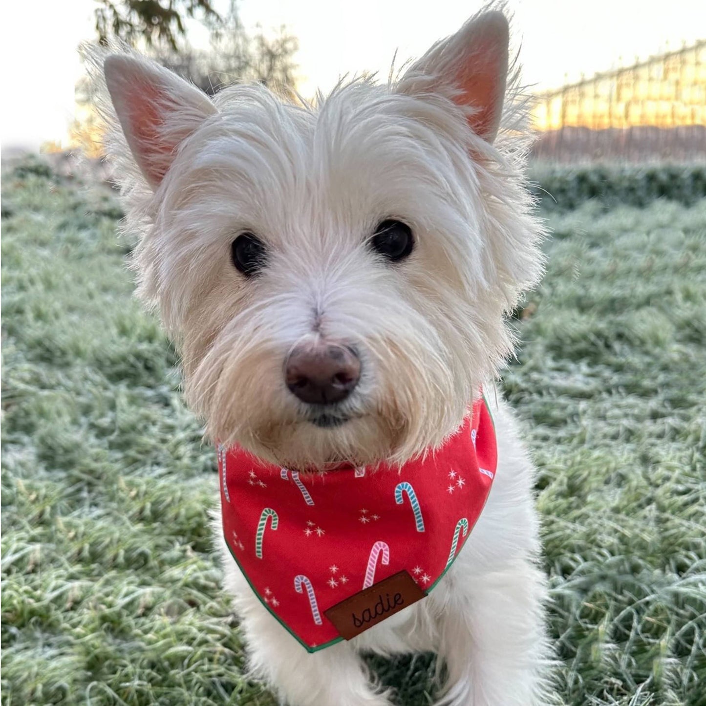 Candy Cane Pet Bandana: Small