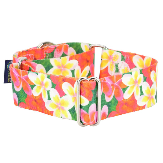 1.5″ EarthStyle Aloha Dog Collar: X Large (20 - 26 inches) / Side Release Dog Collar / 6' Leash